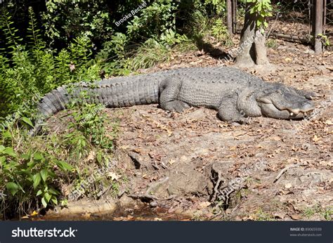 Full Length Alligator On Shoreline Swamp Stock Photo 89065939
