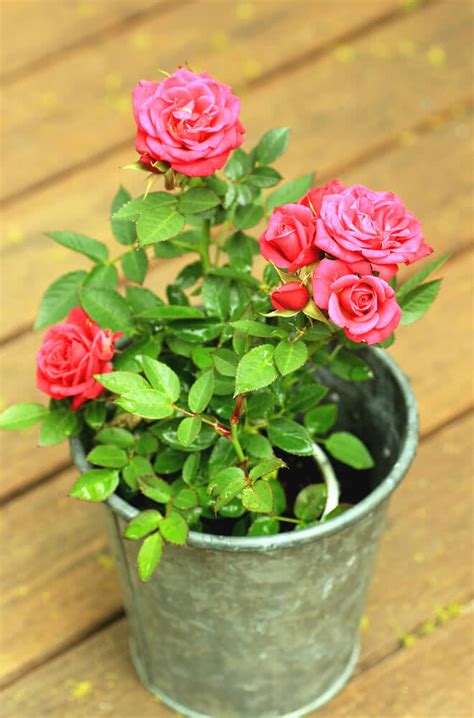 Miniature roses are one of my favorite plants to grow indoors due to the beautiful flowers and attractive foliage, packaged up in a miniature bundle. How to Grow Rose Plant | Growing Cultivation in India