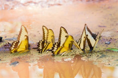 Farfalla Di Swallowtail Della Tigre Immagine Stock Immagine Di Colore