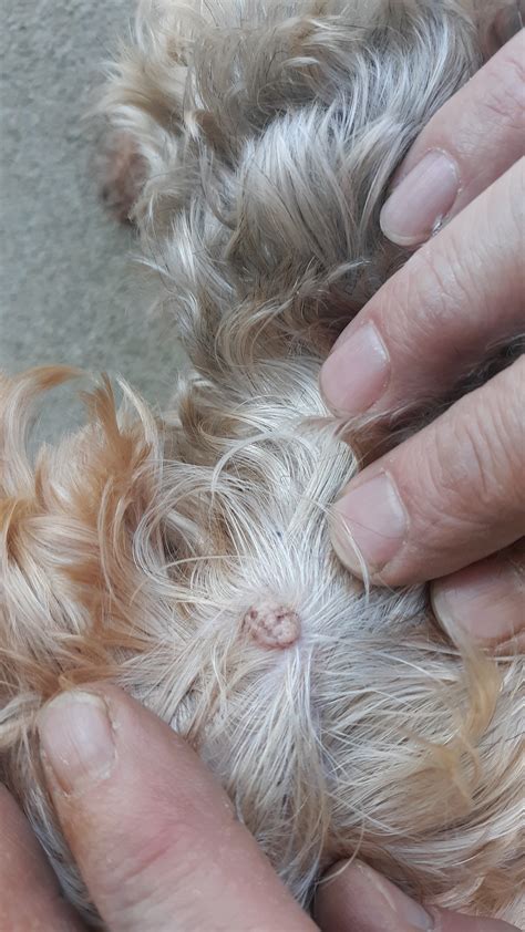 Warts On Various Locations On My Yorkie We Are Were Using Vitamin E