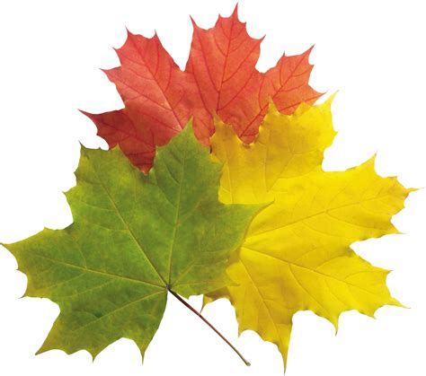 Collection Of Maple Leaf Png Pluspng