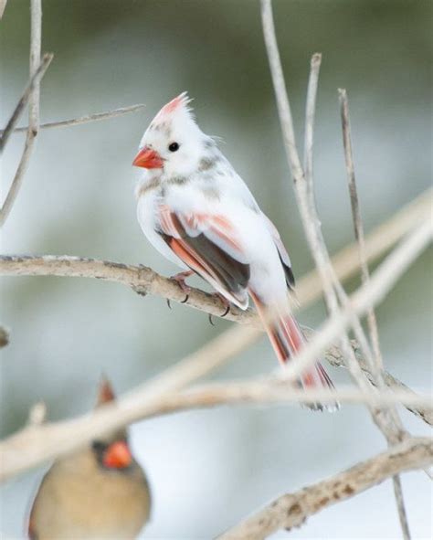 Albino Cardinal Bird Photography Weird Animals Magnificent Beasts