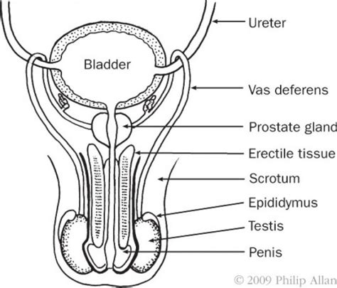 Simple Male Reproductive System Diagram