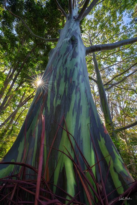Rainbow Eucalyptus Tree Wade Morales Hawaii Landscape And Nature