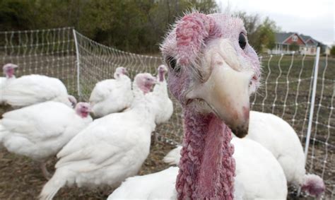 Dumbass Farmers Baffled By Turkey Plague The Cretonia Times Picayune