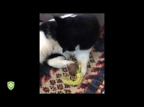 Mazel The Cat Bunny Kicking Catnip Toy Youtube