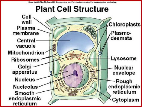 We did not find results for: Plant Cell Membrane