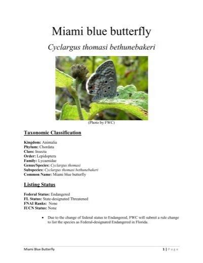 Miami Blue Butterfly Florida Fish And Wildlife Conservation