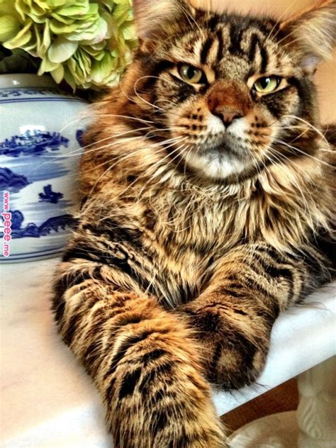 Bengal Maine Coon Mix Cat Dogs And Cats Wallpaper