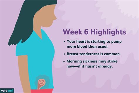 6 Weeks Pregnant Baby Development Symptoms And More