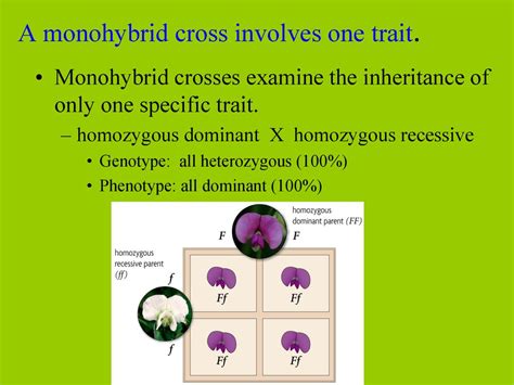A Dihybrid Cross Involves The Crossing Of Just One Trait Dihybrid
