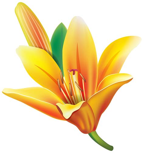 Yellow Lily Flower Clipart Web Png Clipartix