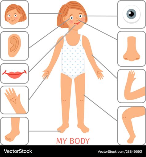 Girl Body Parts Preschool Female Child Body Parts Vector Image