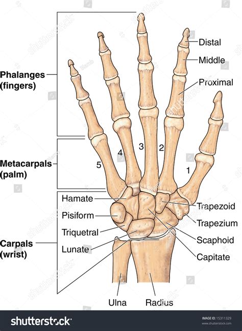 Human Hand Bones Labeled Stock Illustration 15311329 Shutterstock