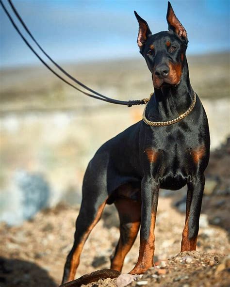 16 Historical Facts About Doberman Pinschers You Might Not Know Page