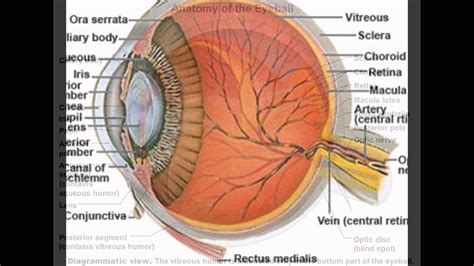 Function Of Sclera In Eye Youtube