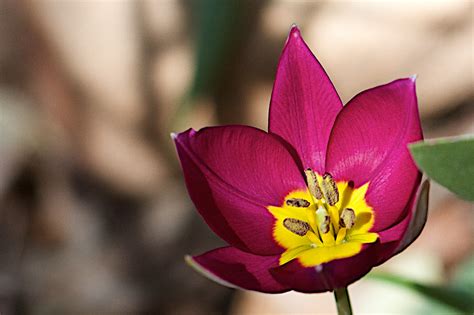 Kostenlose Foto Fotografie Blume Blütenblatt Tulpe Botanik Rosa
