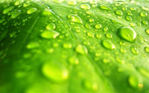 Water Drops On Leaf Wallpapers