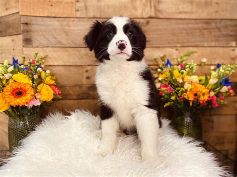 Bernese Mountain Dogborder Collie Dog Female Black And White 3059179