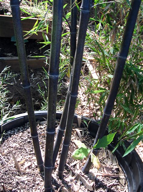 Phyllostachys Nigra Black Bamboo For Sale Red Panda Nursery