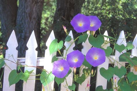 Awesome Color Morning Glory Vine Morning Glories Purple Flowers