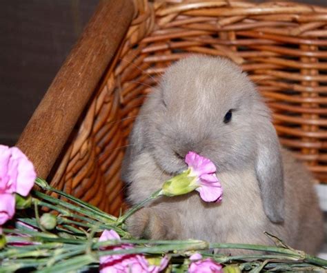 31 Holland Lop Rabbit Colors With Pictures Pet Keen