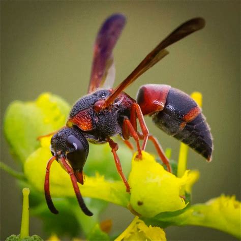 Pollinator Wanna Bees Uf Ifas Entomology And Nematology Department