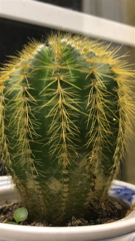 There aren't a great many varieties available, in fact, you're only likely to however these cacti are not adapted for desert life and to do well need much less direct sunlight and more frequent watering than their distant relatives. any advice for this cactus? : succulents