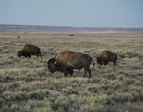 Luxury Camping Bison Spotting At The American Prairie