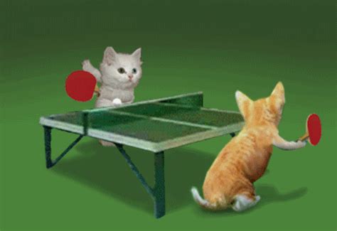 Tabletennis  764×525 Cats And Kittens Funny Animals Kittens Funny