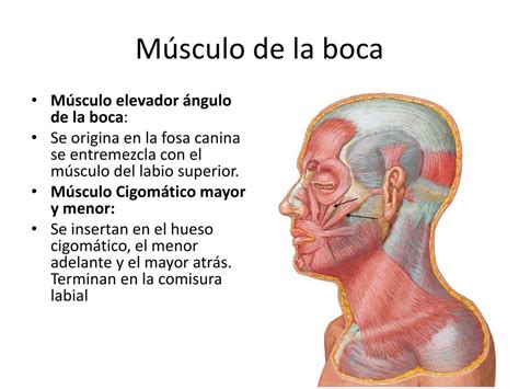 Ppt Músculos De La Expresión Facial Cuello Powerpoint Presentation