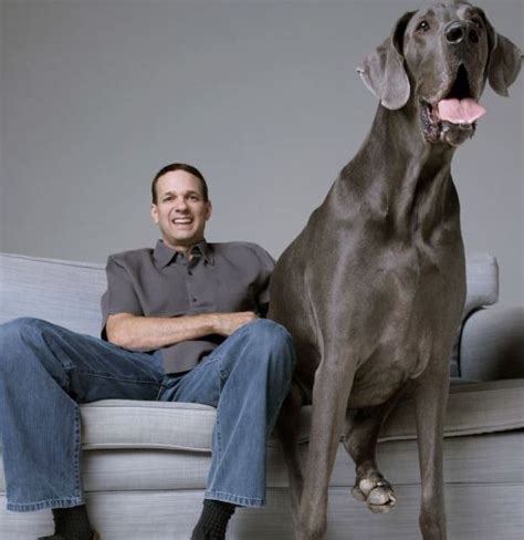 The Biggest Dog In The World The Giant George Oh My Facts