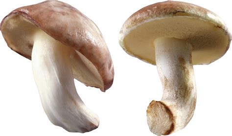 Mushroom Png Image For Free Download