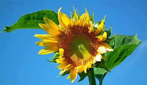 Flower Sunflower Sky - Free photo on Pixabay - Pixabay