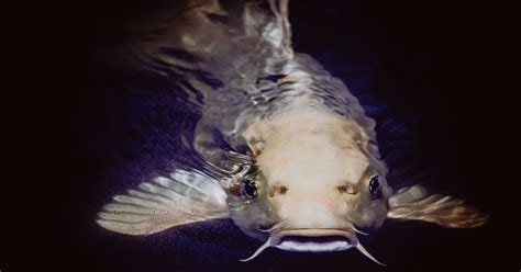 Columbia Spy New State Record Flathead Catfish Recorded