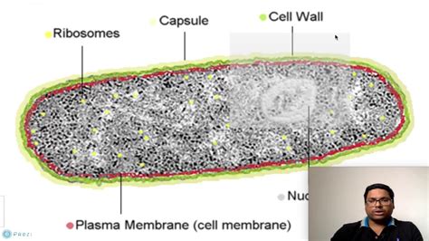 Eukaryotic Cell Prokaryotic Cell Under Microscope Micropedia