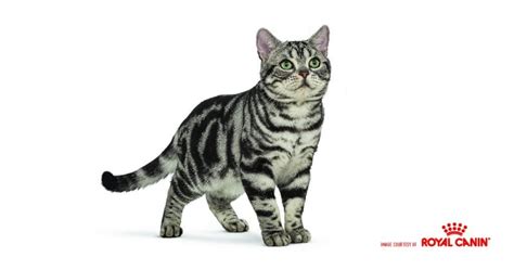American Shorthair Cat Fat Cat And Dog Lovers