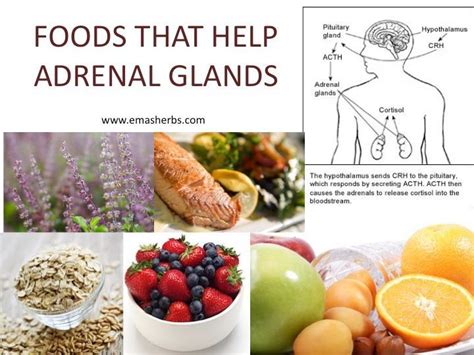 Foods That Help Adrenal Glands Adrenal Glands Adrenal Fatigue