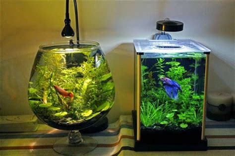 Dikenal dengan bentuk filter aquarium yang mini, jebo banyak dipilih dan digunakan oleh para aquascaper. Cara Mudah Dan Sederhana Untuk Dekorasi Aquarium - Dunia ...