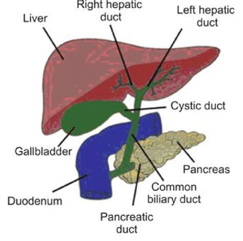 Color Online Anatomy Of The Biliary System Download Scientific Diagram