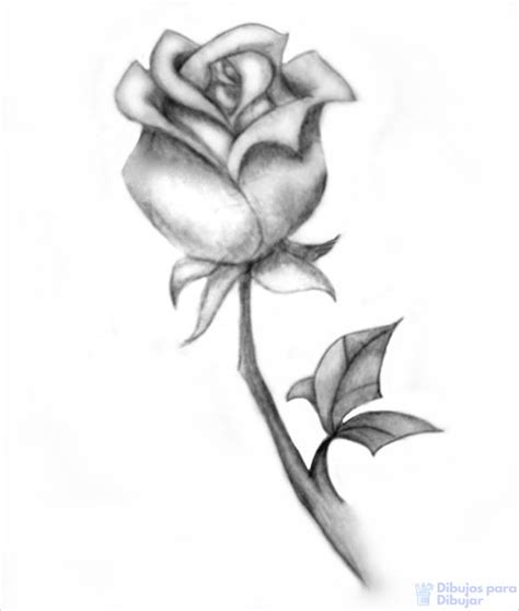 磊 Dibujos De Rosas 900 Lindos Trazos Florales