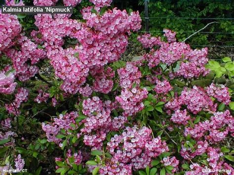 Kalmia Latfolia Nipmuck Pink Mountain Laurel Gateway Garden Center