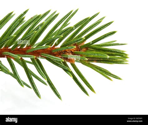 Pine Tree Branch Isolated On White Backgrond Stock Photo Alamy