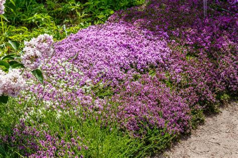 How To Plant And Grow Creeping Thyme Hgtv