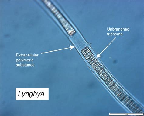 Coral Reef Cyanobacteria Reefbites