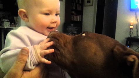 Pitbull Attacks Babywith Kisses Youtube