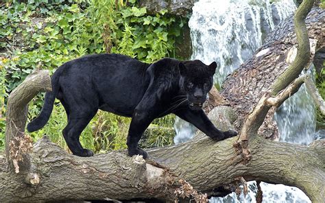 Pin By Heather Bergstedt On Beautiful Jaguar Animal Wild Cats Black