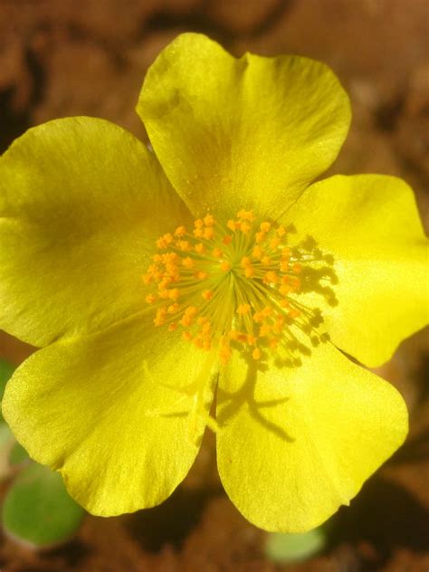 Purslane is a great vegetable for anyone: Portulaca umbraticola - Wingpod Purslane | World of Succulents