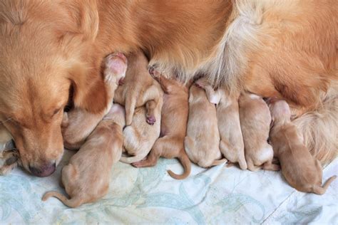 Golden Retriever Breeding Age Male And Female