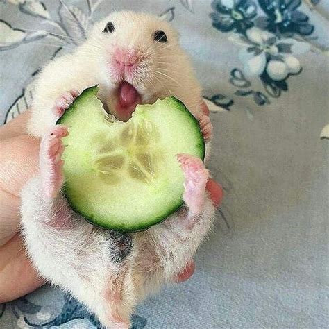 21 Adorable Animals That Are Very Much Enjoying Food Hamsters Video